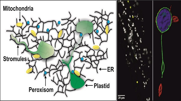 Membrane systems of the endoplasmic reticulum (ER), plastids and mitochondria. / Plant root cell producing a yellow fluorescence-labeled plastid protein, recorded with a light-disc microscope / single plastid with fluorescence-labeled protein: stroma (blue), inner membrane (green), outer membrane (red) - fluorescence image by confocal laser scanning microscope.