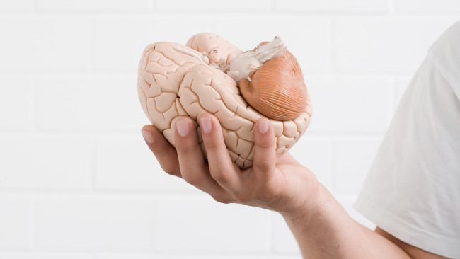 Eine Hand hält das Model eines Gehirns.
