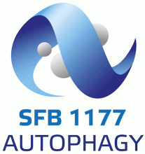 Logo SFB 1177