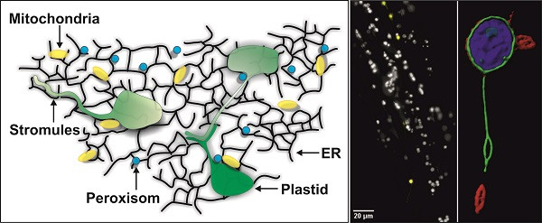 Membransysteme des Endoplasmatischen Retikulums (ER), Plastiden und Mitochondrien / Pflanzenwurzelzelle, die ein gelb fluoreszenzmarkiertem Plastidenprotein erzeugt, aufgezeichnet mit einem Lichtscheibenmikroskop / Einzelnes Plastid mit fluoreszenzmarkiertem Protein: Stroma (blau), innere Membran (grün), äußere Membran (rot) – Fluoreszenzaufnahme mit konfokalem Laserscanmikroskop