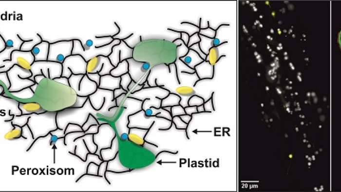 Membransysteme des Endoplasmatischen Retikulums (ER), Plastiden und Mitochondrien / Pflanzenwurzelzelle, die ein gelb fluoreszenzmarkiertem Plastidenprotein erzeugt, aufgezeichnet mit einem Lichtscheibenmikroskop / Einzelnes Plastid mit fluoreszenzmarkiertem Protein: Stroma (blau), innere Membran (grün), äußere Membran (rot) – Fluoreszenzaufnahme mit konfokalem Laserscanmikroskop
